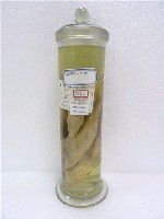 藏品(鯉)的圖片